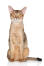 En abyssinian katt med stora öron och Golden öGon.