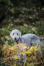 En vacker, liten bedlington terrier som leker utomhus