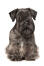 En cesky terrier med underbara spetsiga öron och långa fransar.