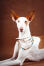 En vacker ibizanhund med vackra stora öron och ett spetsigt huvud