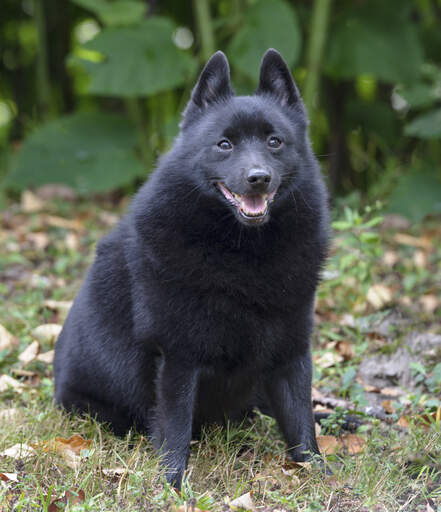 En otroligt liten schipperke som sitter och visar upp sin tjocka mjuka mörka päls.