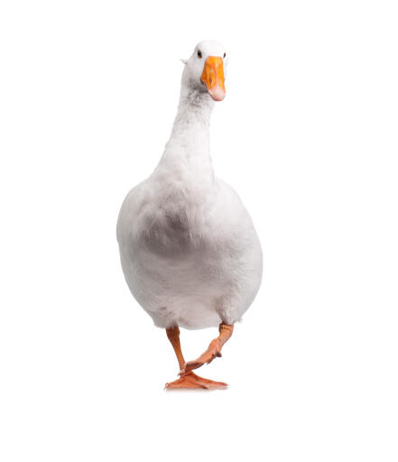 Hushåll eller kommersiell Goose mot en vit bakgrund.