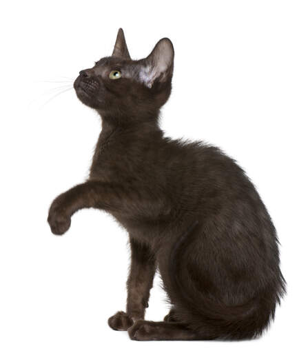 En mörk havannabrun kattunge som höjer sin tass
