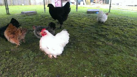 Några av mina flockar, White Pekin (cock & hen), Black Pekin, Frizzle Serama och Black Brahma