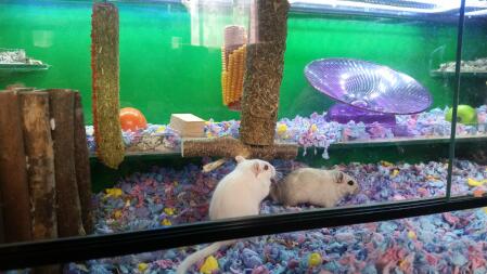 Gerbil tank