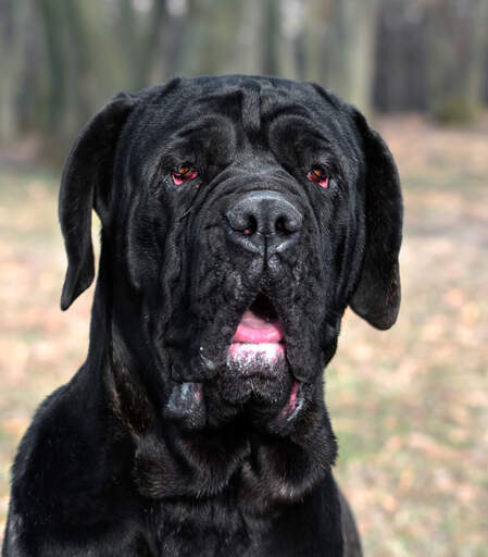 En närbild av en neapolitansk mastiffs vackra, starka huvud.