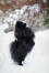 En underbar liten svart pomeranian som tränade sina bakben i den Snow
