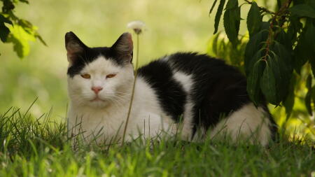 Katt som ligger i gräset