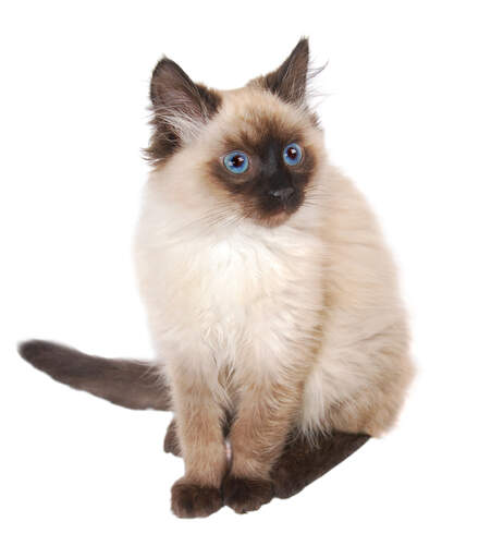 En himalayan persisk kattunge