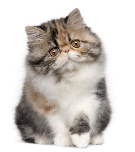 En calico färgad persisk kattunge