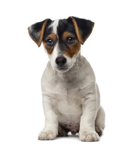 En härlig, liten jack russell terrier valp som ser väldigt nyfiken ut