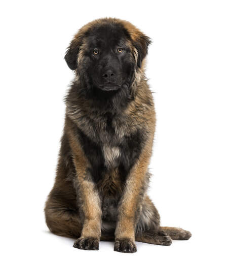 En vacker, ung leonberger med en kort, tjock valppäls