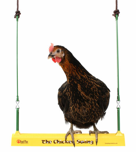 Kycklingar kommer att finna kycklinggungan mycket underhållande.