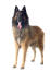En belgisk herdehund (tervueren) som står med tungan i vädret.