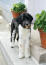 En vacker svartvit portugisisk vattenhund med otroligt långa ben