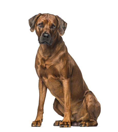 En vuxen hane rhodesian ridgeback som sitter stark och stolt och väntar på order.