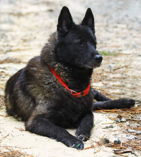 En frisk vuxen norsk älghund med vacker mörk päls
