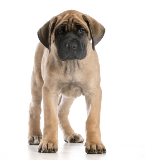 Mastiff-valp