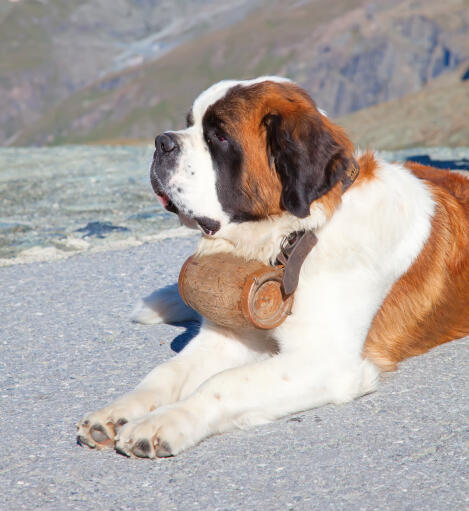 En underbar vuxen saint bernard som ligger snyggt på marken.