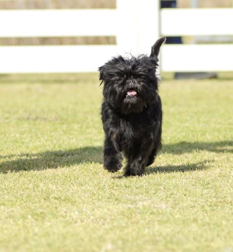 En glad liten affenpinscher som springer i gräset