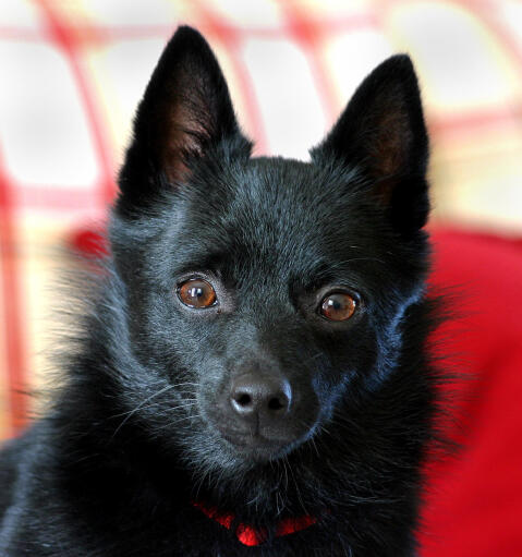 En närbild av en schipperkes otroligt höga spetsiga öron