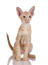 En härlig ginger tabby orientalisk kattunge