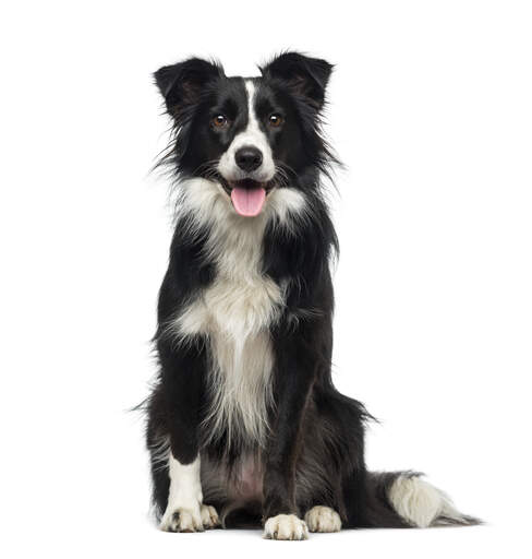 En mycket frisk och aktiv ung vuxen border collie