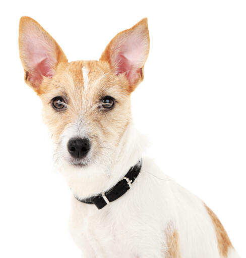 En närbild av en ung vuxen jack russell terriers spetsiga öron
