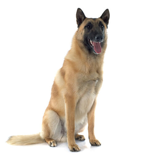 En vacker belgisk herdehund (malinois) som sitter ner