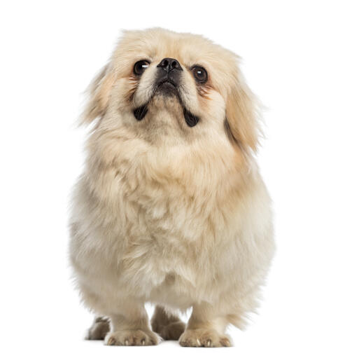 En härlig liten pekingese med en mjuk blond päls