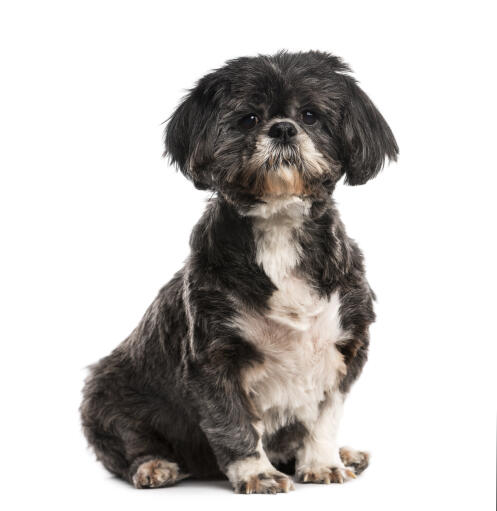 En vuxen shih tzu med en kort valpskuren päls och flummiga öron