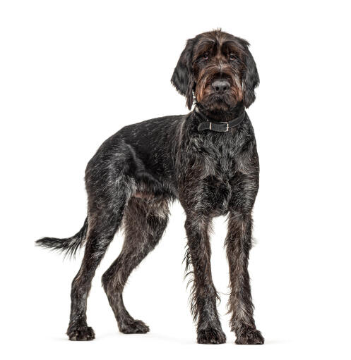 German-wire-haired-pointer-white-background