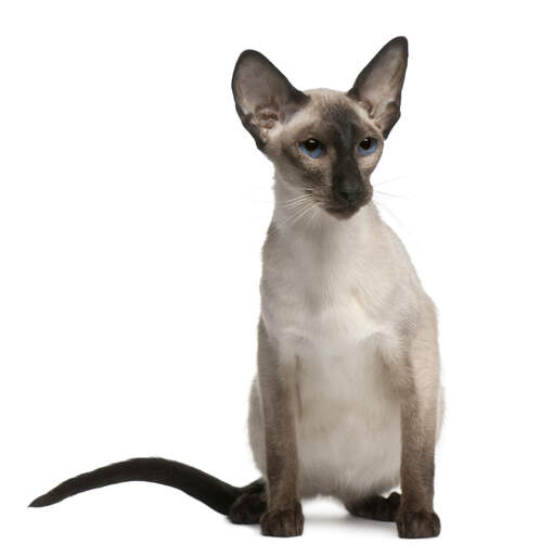 En balinesisk katt med stora öron och djupblå öGon