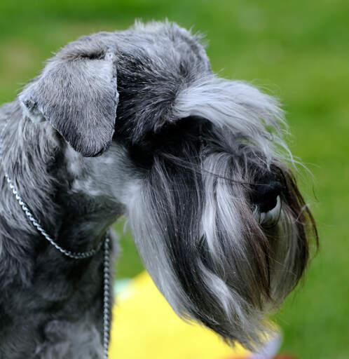 En närbild av en cesky terriers underbart välvårdade ansikte