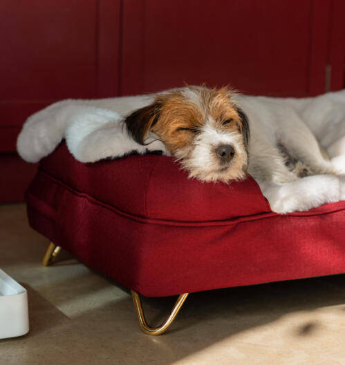 Hund som ligger på en mysig filt på en röd bolstersäng