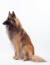 En fantastisk belgisk herdehund (tervueren) som sitter ner
