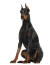 En mogen vuxen doberman pinscher som sitter mycket högt.