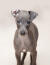 En otroligt liten italiensk greyhoundvalp med ett öra bakåt