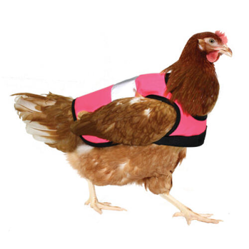 Kyckling med rosa skyddsjacka
