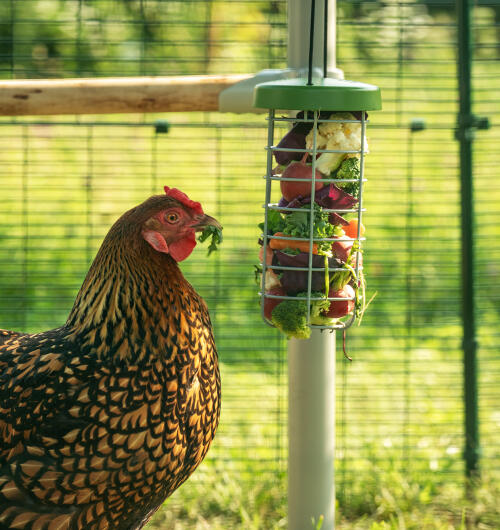 Närbild av kyckling som äter grönsaker från Caddi peck toy inside Omlet walk in run.