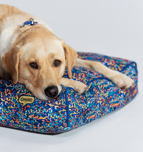 Närbild på en hund på patterpaws neon cushion hundbädd