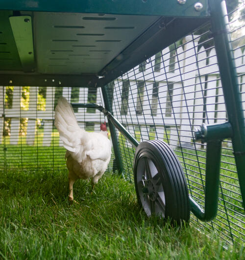 En kyckling bredvid Eglu hjul som är fästa vid körningen.