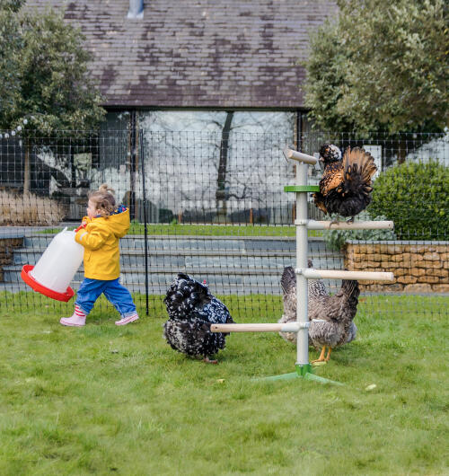 Ett barn bredvid kycklingar som leker på en fristående sittpinne med kycklingstängsel i bakgrunden.