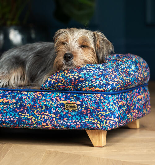 Liten skabbig hund som vilar huvudet på sidan av en neonmönstrad hundbädd