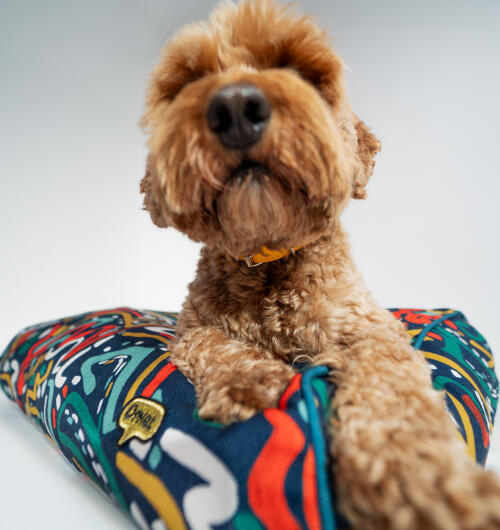 Brun labradoodle på kudde i hundbädd