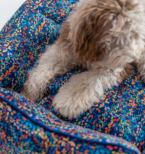Fluffiga hundtassar ligger på en neonmönstrad Omlet nest hundbädd