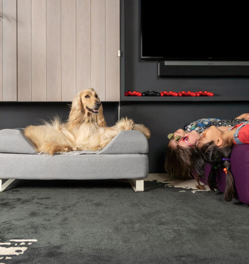 Afghan greyhound sitter på Topology hundbädd med minnesskum med anpassningsbar bolsterstoppning och vita skenfötter. tre flickor ligger upp och ner på soffan bredvid dem.