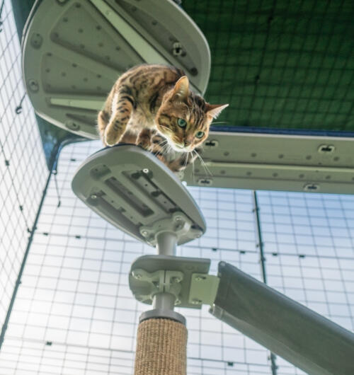 En katt som klättrar nerför trappan som är fäst vid Freestyle katträd utomhus