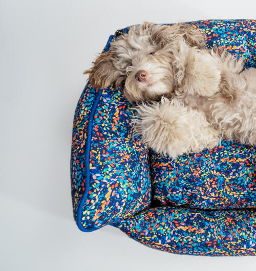 Fluffig hund som ligger i en neonfärgad säng