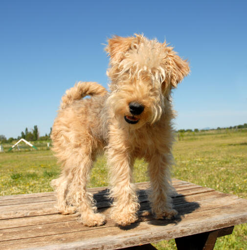 En härlig liten lakelandterrier som står uppe på ett picknickbord